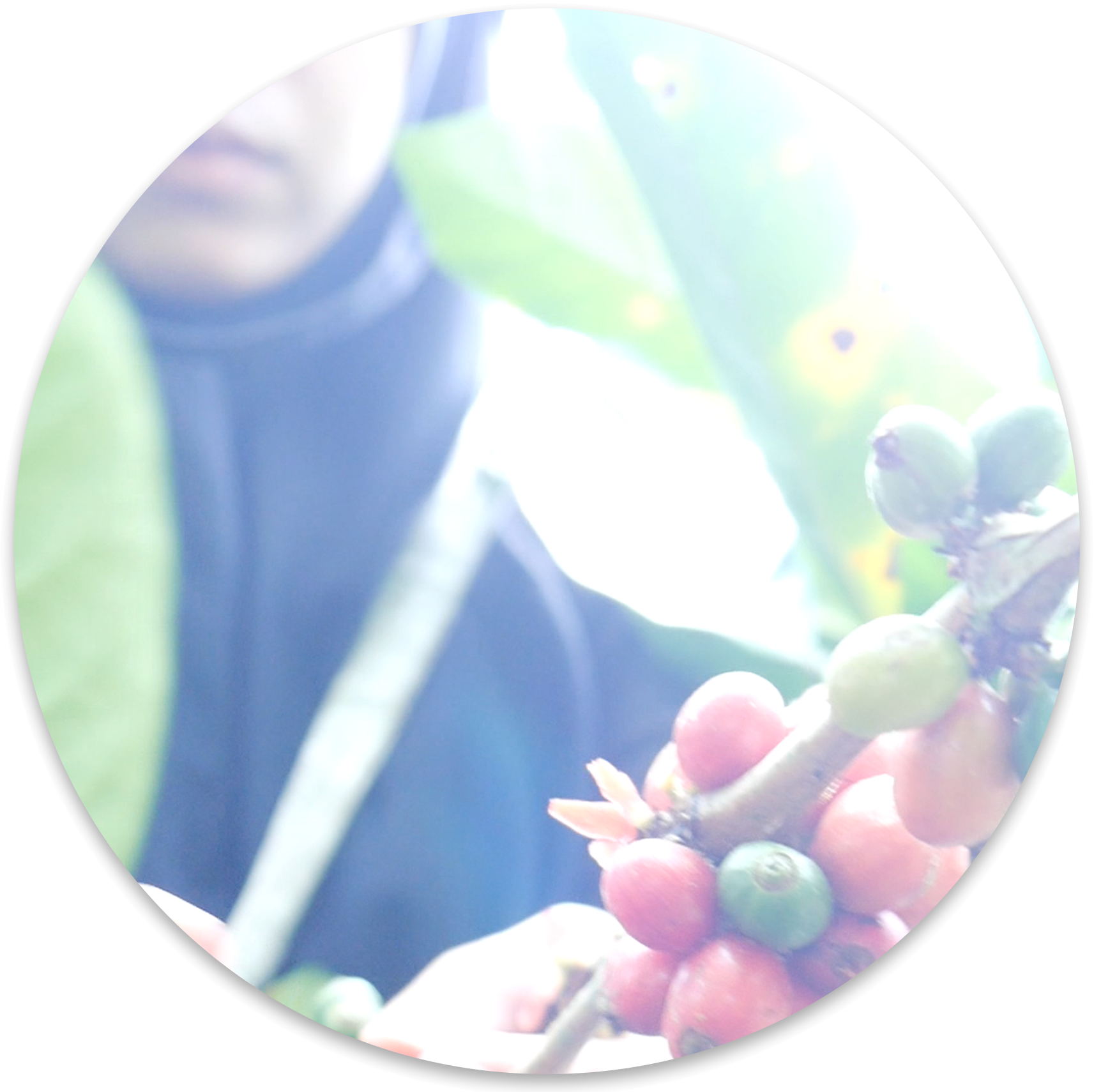 website.Harvest